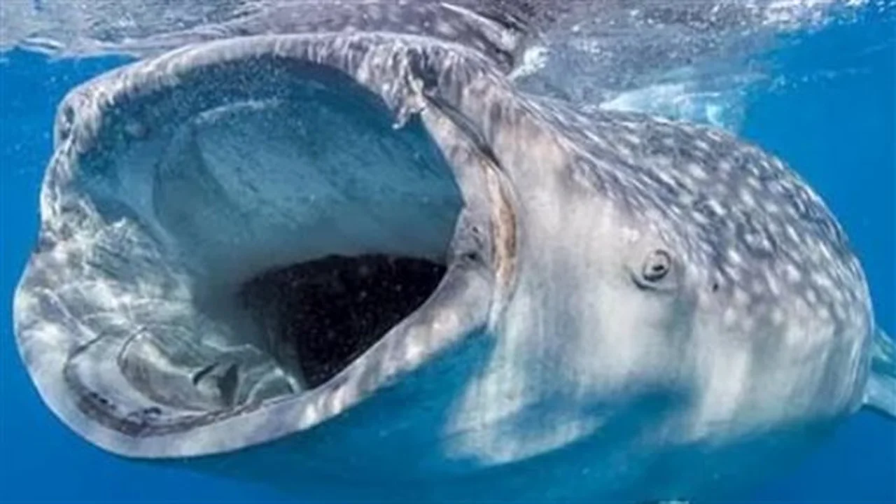 أكبر سمكة بالعالم.. حقائق مذهلة تفسر سر تلقيب القرش الحوتي بعملاق البحار اللطيف